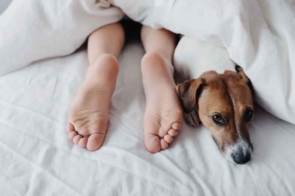 Signs Your Puppy is Comfortable With You