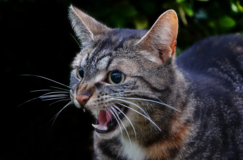 Will a Cat With Rabies Eat and Drink?