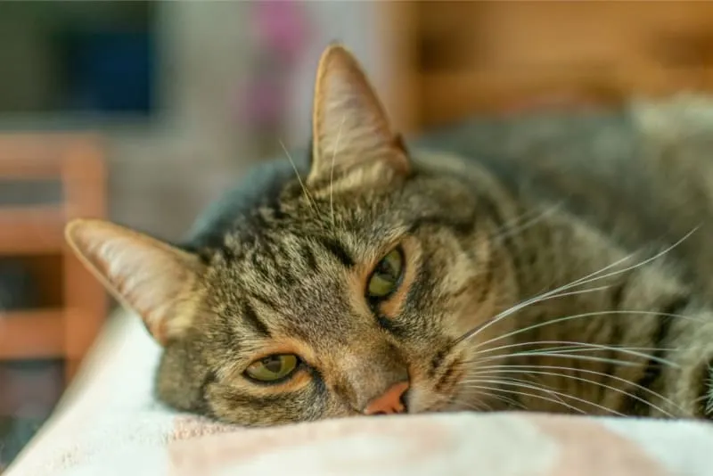Signs of Rabies in Cats Eyes