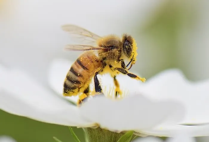 5 Spiritual Meanings of Bees Following You