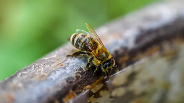 Spiritual Meaning of Bees Flying Around You