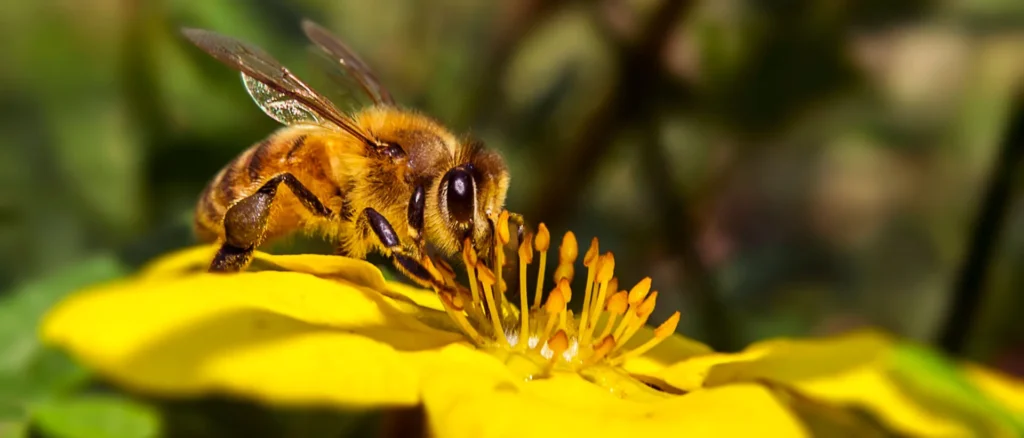 What Does It Mean When a Bee Lands on You Spiritually?